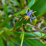 Dianella ensifolia Flower