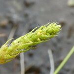 Selaginella selaginoides Folha