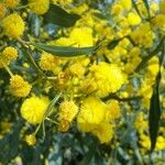 Acacia pycnantha Λουλούδι