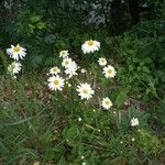 Leucanthemum vulgare Lorea