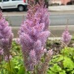 Astilbe rubra Cvet