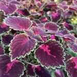 Coleus decurrensLeaf