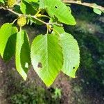 Betula grossa ഇല