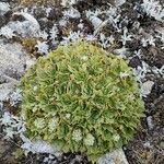 Valeriana erikae Celota