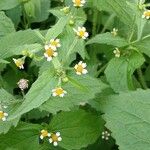 Galinsoga quadriradiata Flors