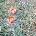 Carlina vulgaris 花
