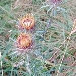 Carlina vulgaris Cvet