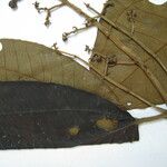 Miconia sagotiana Otro