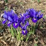 Iris spuria 整株植物