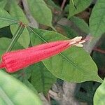 Quassia amara Blomma