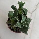 Faucaria tigrina Blatt