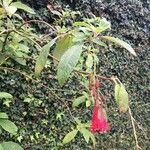 Fuchsia corymbiflora