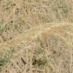 Achnatherum calamagrostis Frucht