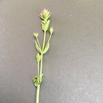 Centaurium pulchellum Ліст