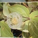 Clematis lasiantha Λουλούδι