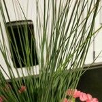 Juncus effusus برگ