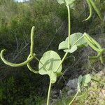 Coronilla scorpioides Άλλα