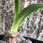 Haemanthus barkerae Leaf