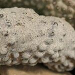 Hoodia pedicellata Schors