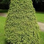 Taxus canadensis 整株植物