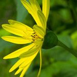 Silphium perfoliatum Çiçek