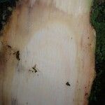 Duboscia macrocarpa Corteza