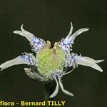 Nigella nigellastrum Flower