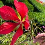 Hibiscus coccineus Cvet