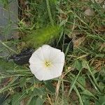 Convolvulus arvensisBlomst