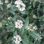 Viburnum rigidum Blomst