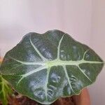 Alocasia sanderiana Liść