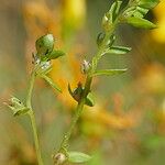 Lysimachia minima अन्य