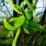 Salix lucida Leaf