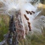 Asclepias speciosa Fruit