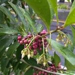 Ardisia elliptica 花