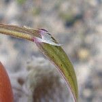 Bromus rubens ফল