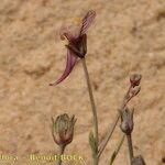 Linaria pedunculata മറ്റ്