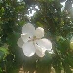 Magnolia macrophylla Blüte