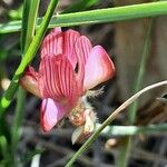 Onobrychis supina 花