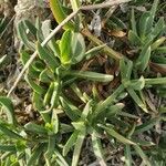 Carpobrotus edulis Folha