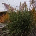 Cortaderia selloana Plante entière