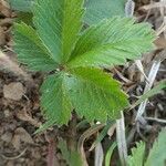 Potentilla simplex Feuille