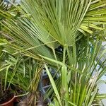 Trachycarpus fortunei Φύλλο