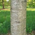 Betula maximowicziana 樹皮