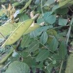 Vicia dumetorum Fruit