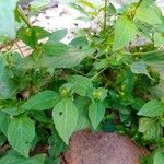 Acalypha australis Habit