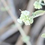 Zataria multiflora Cvet