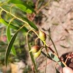 Eucalyptus leucoxylon Frucht