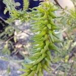 Salix salviifolia Blomma