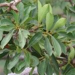 Ficus salicifolia Leaf